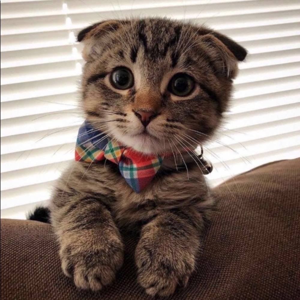 Meet your Posher, Mande